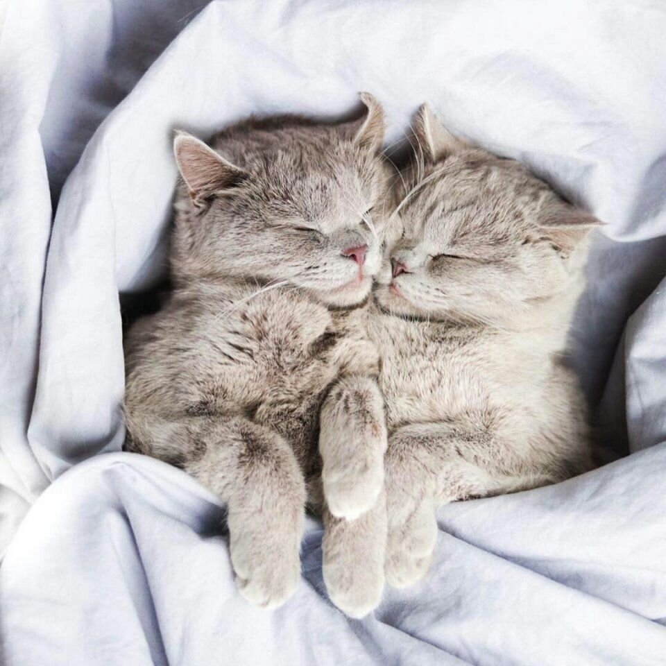 Котики обнимаются