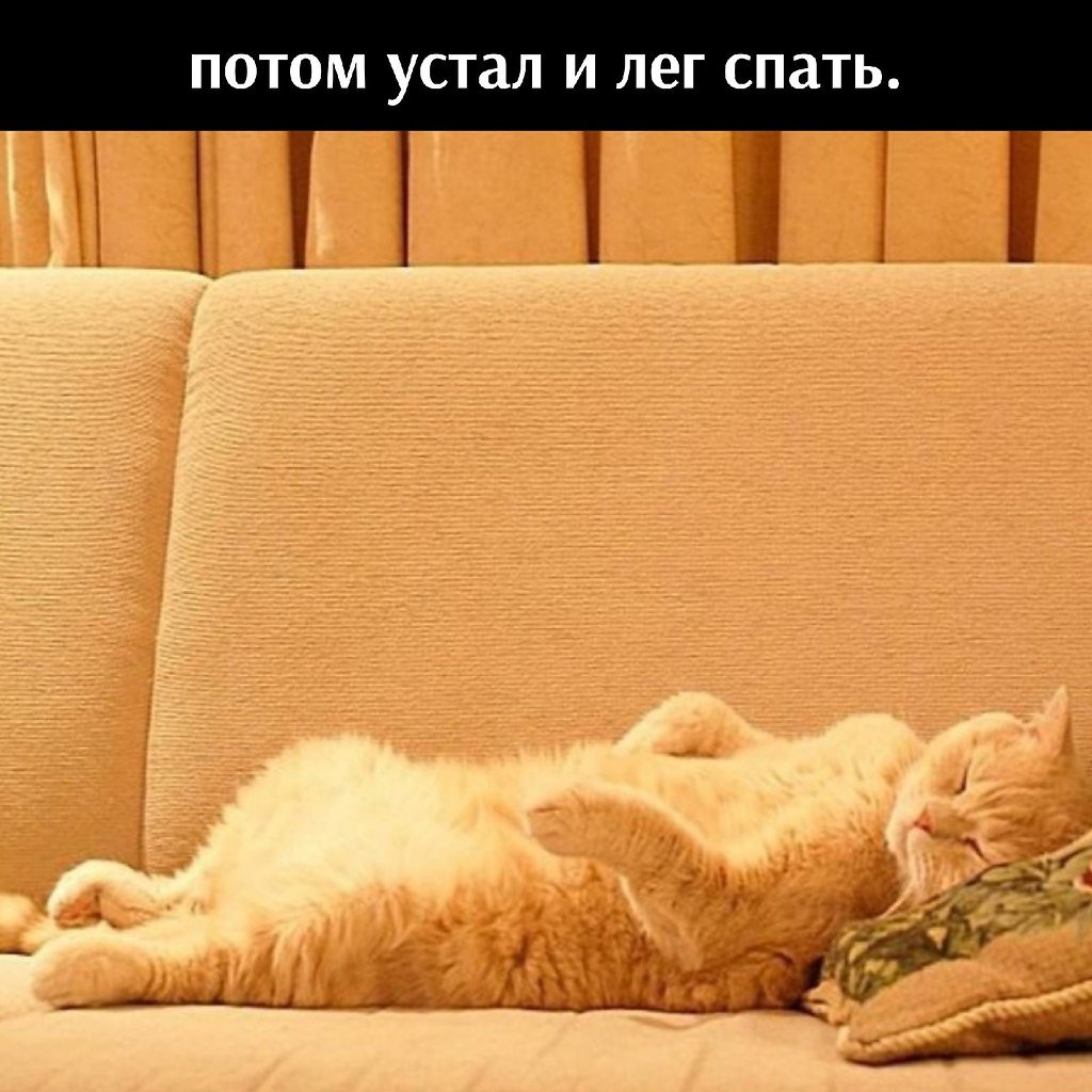 Лежит кайфует. Рыжий кот на диване. Коты на диване. Кот лежит на диване.