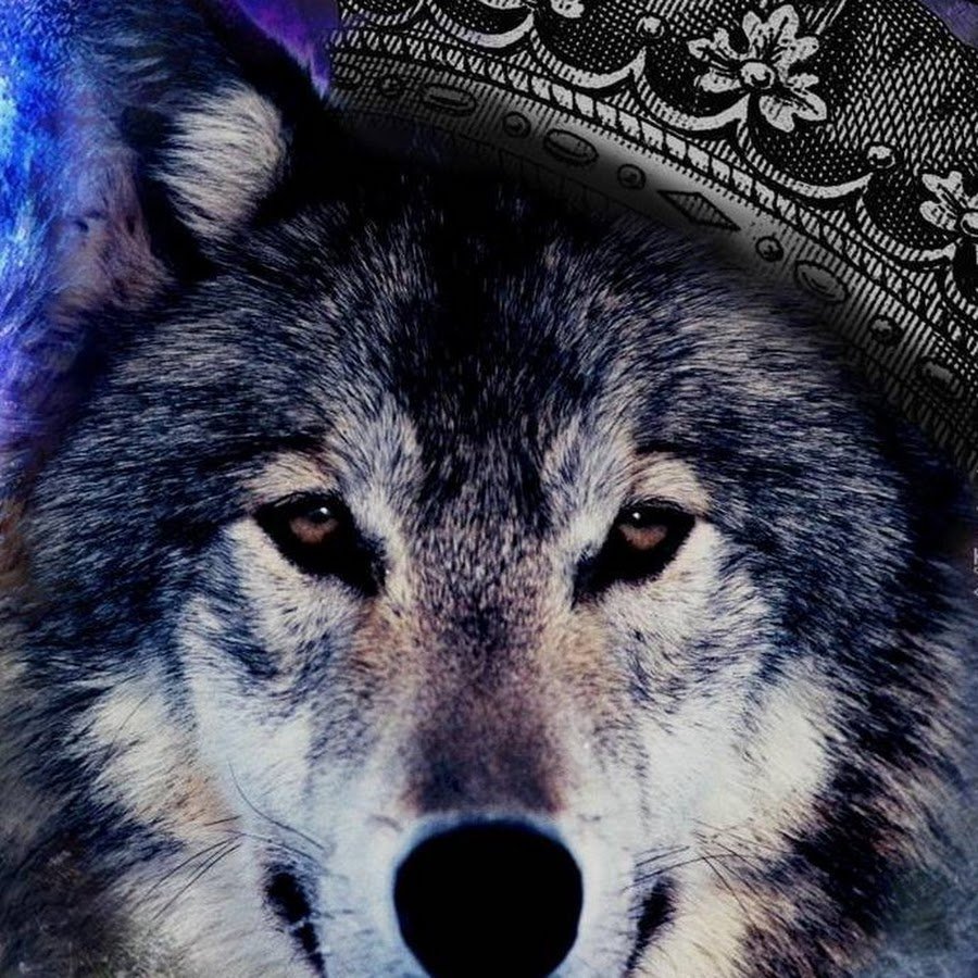 Белый волк с золотыми глазами