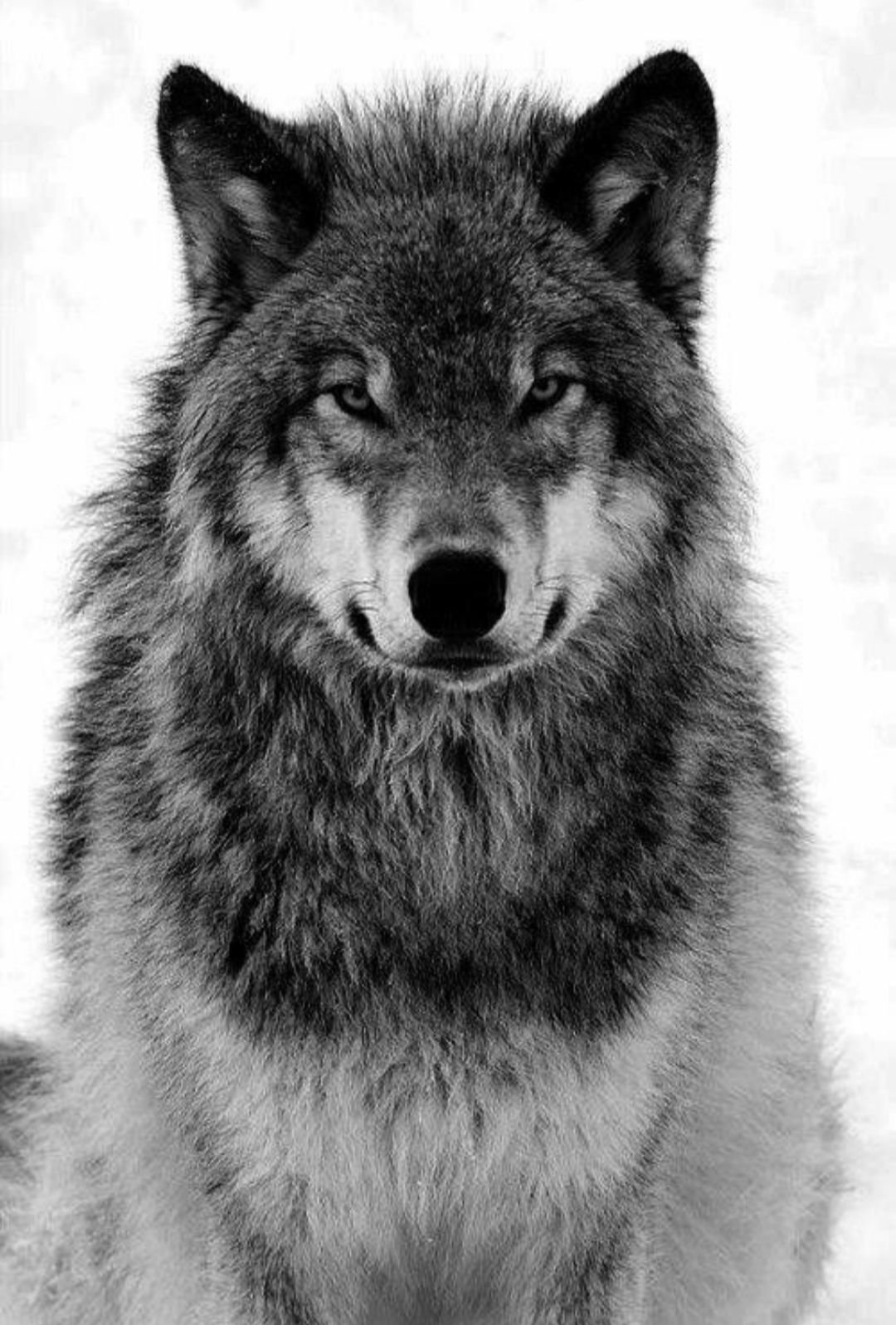 Волк с поднятой головой