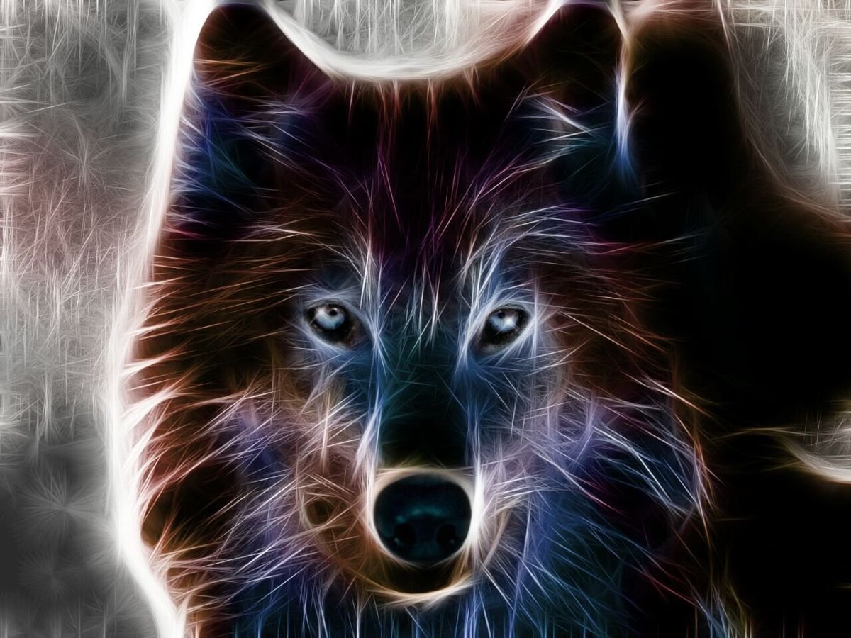 Волк обои