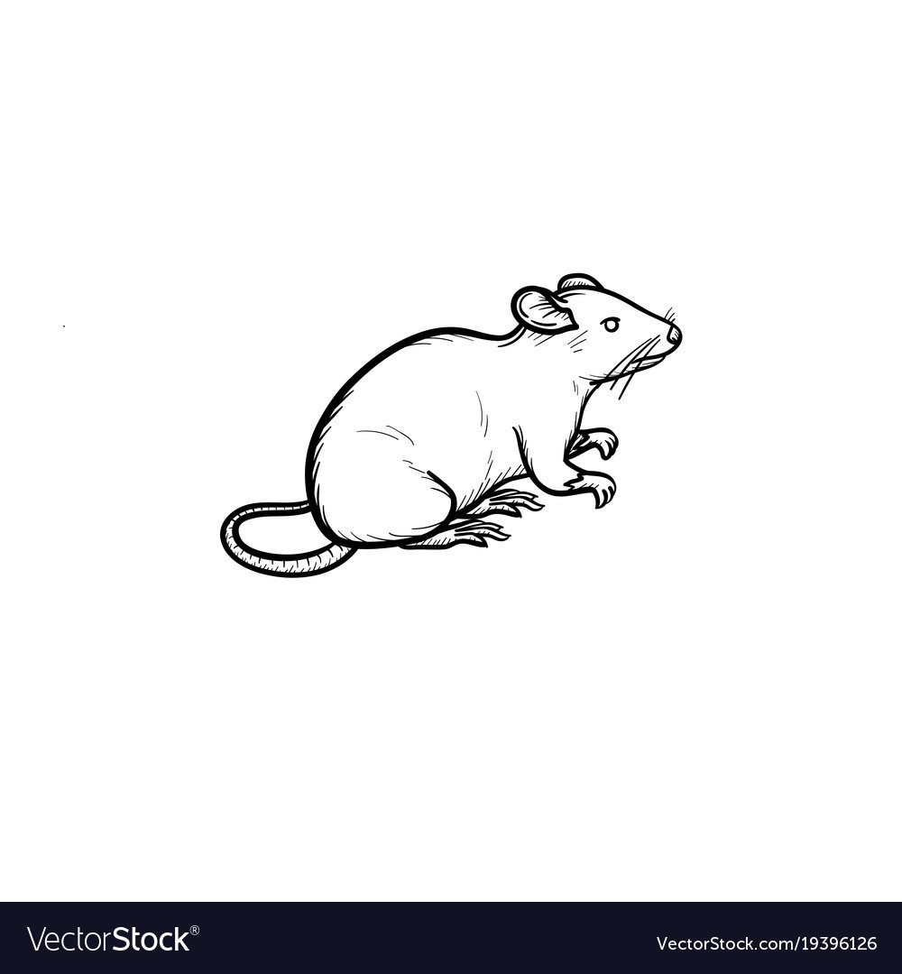 Крыса в профиль рисунок