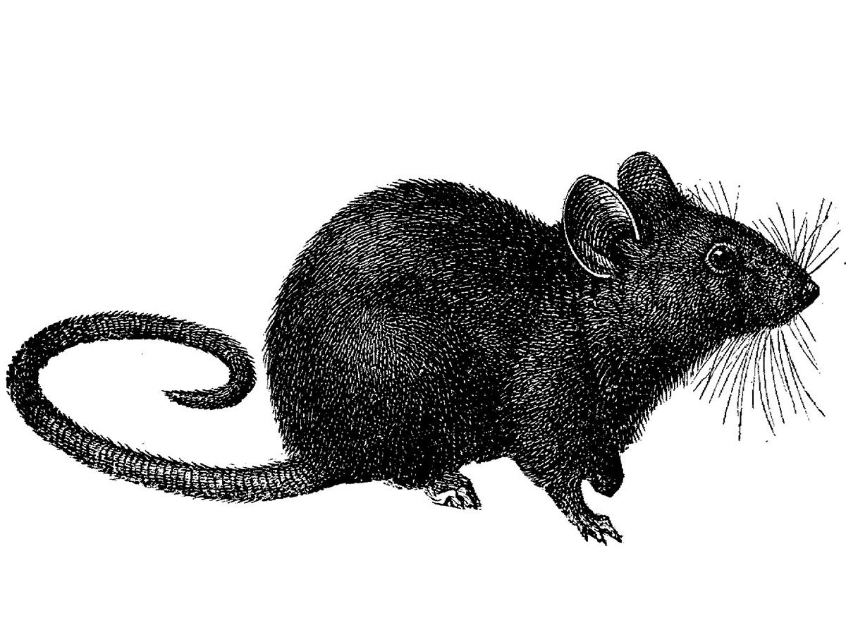 Крыса маркерами