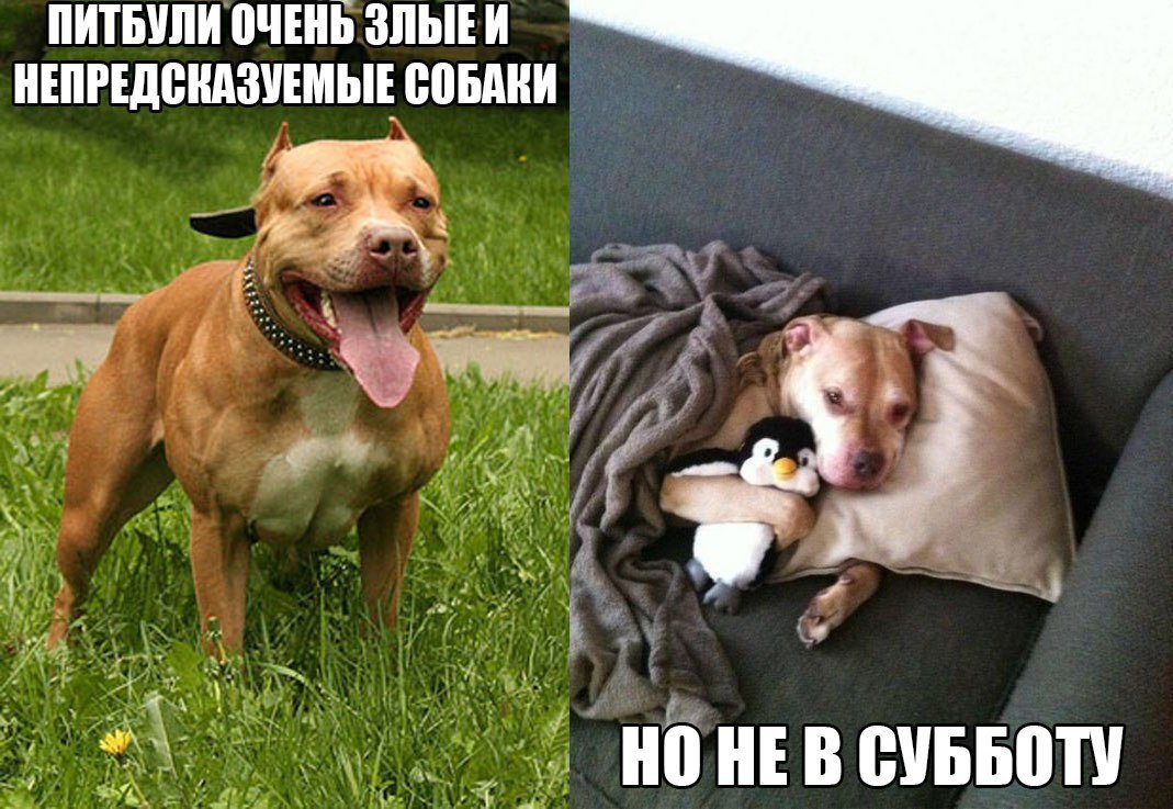 Шутки про собак