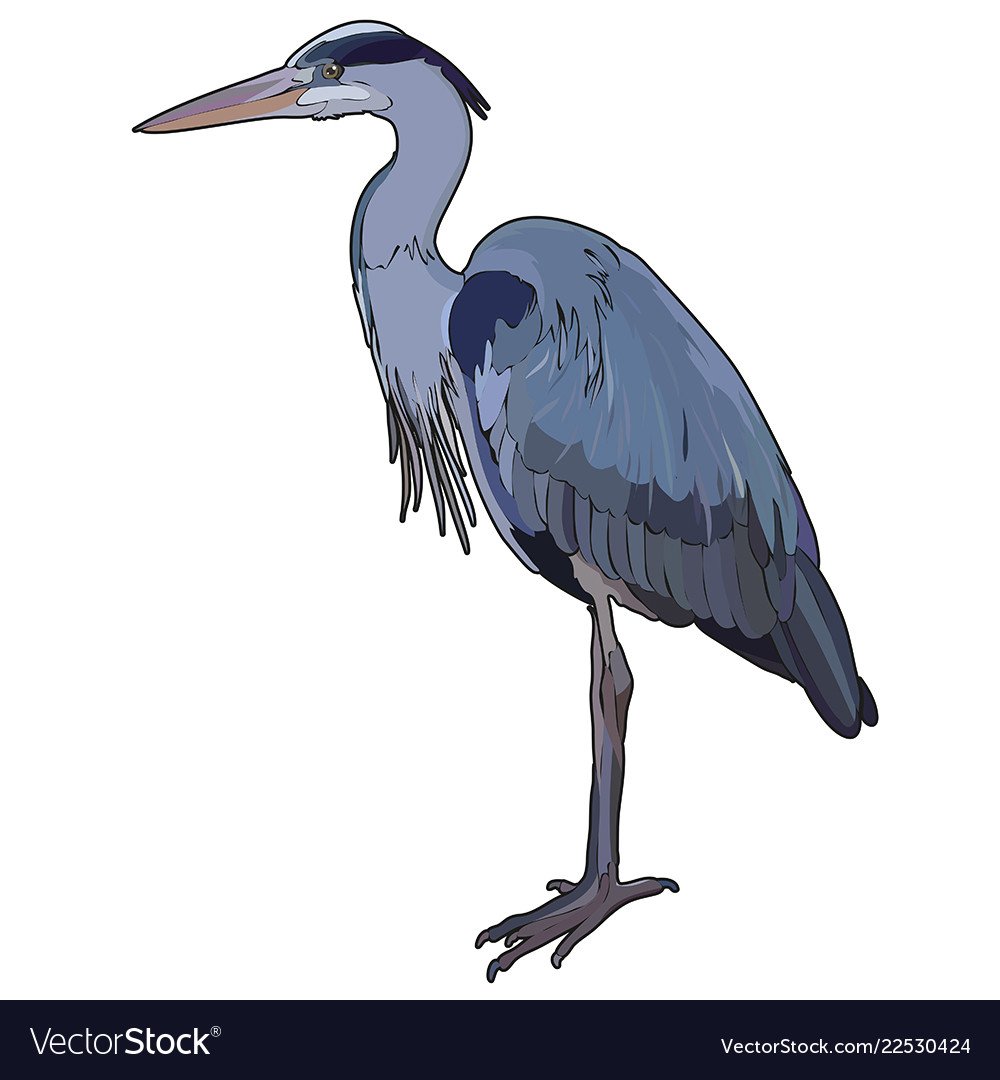 Robert Postman голубая цапля