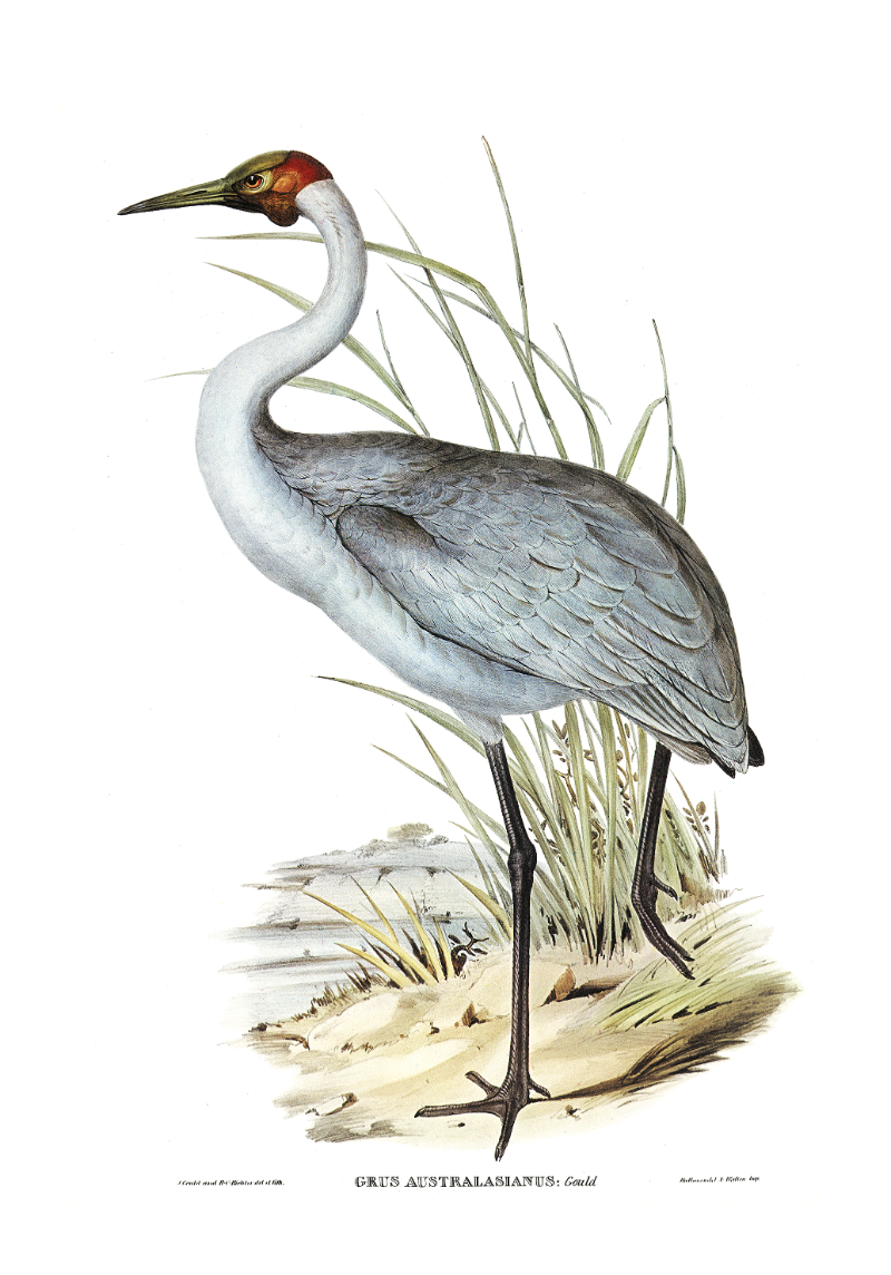 Цапля картинка для детей на прозрачном фоне