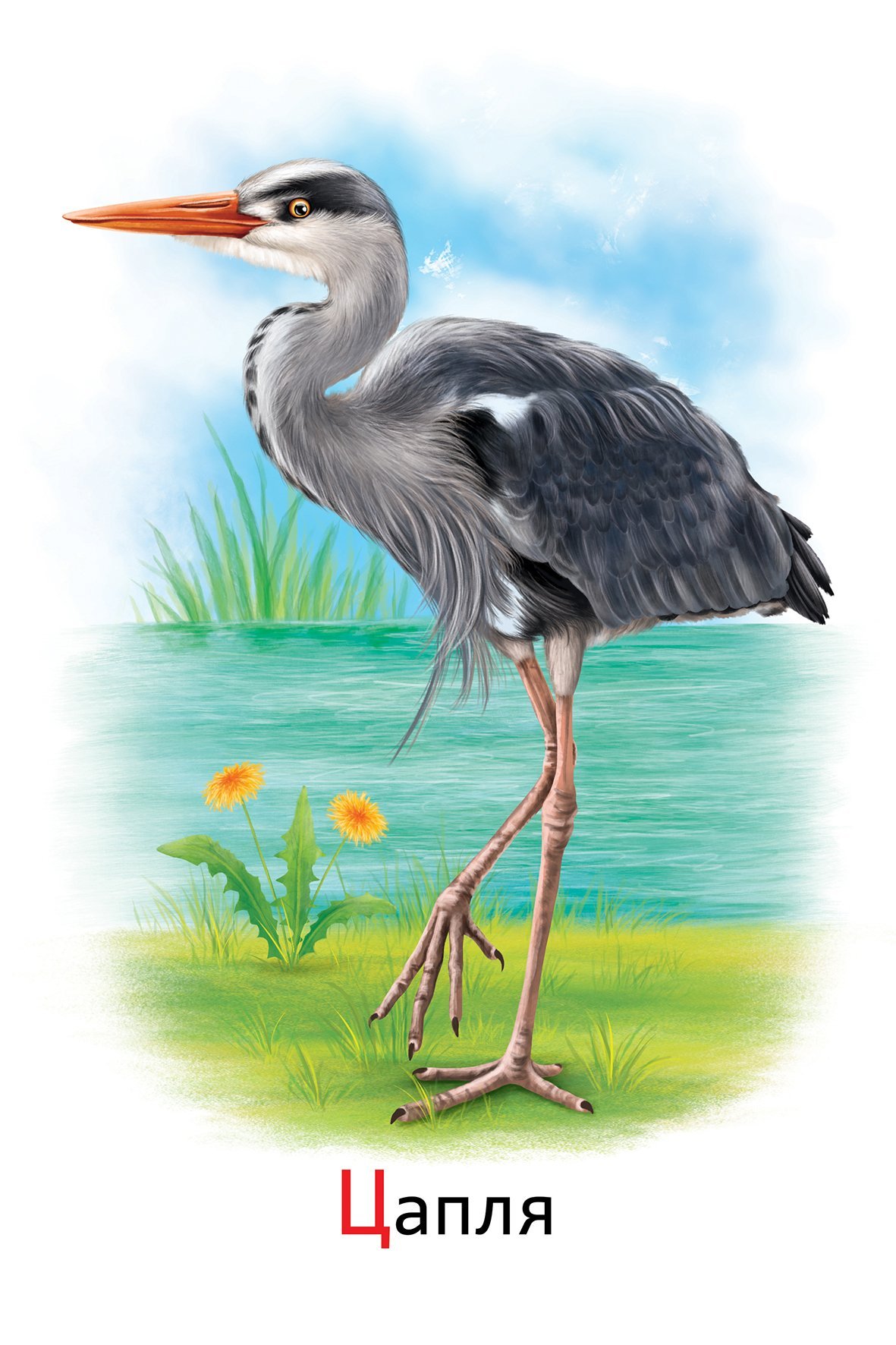 Цапля для детей