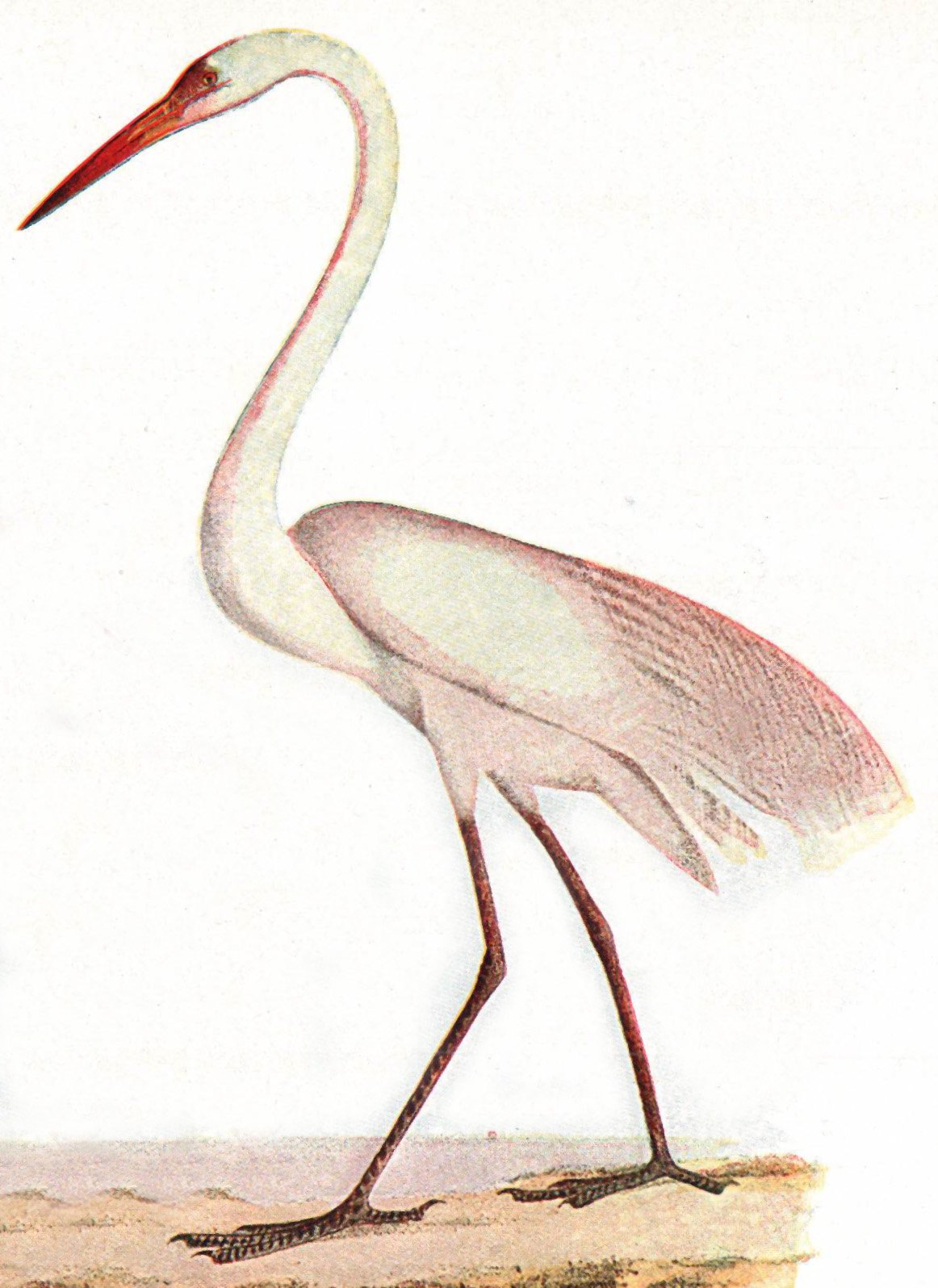 Цапля Сказочная