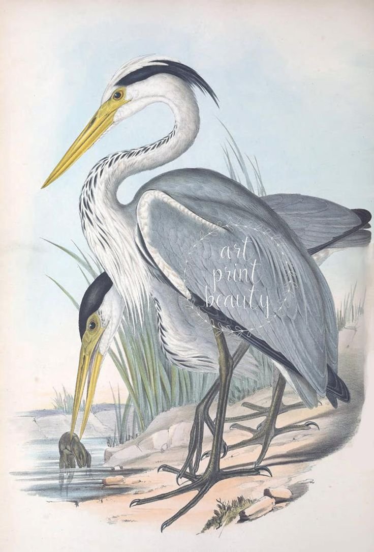 Цапля на одной ноге силуэт