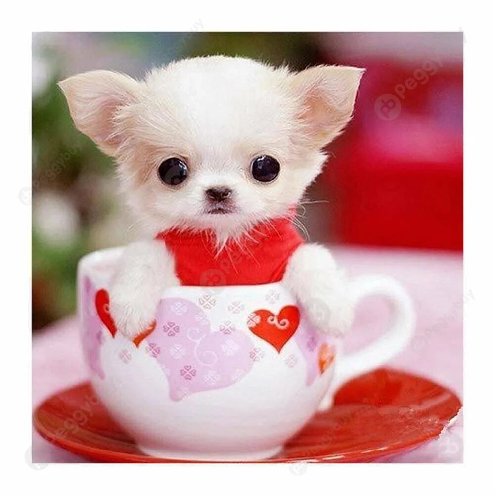 Мимимишные животные