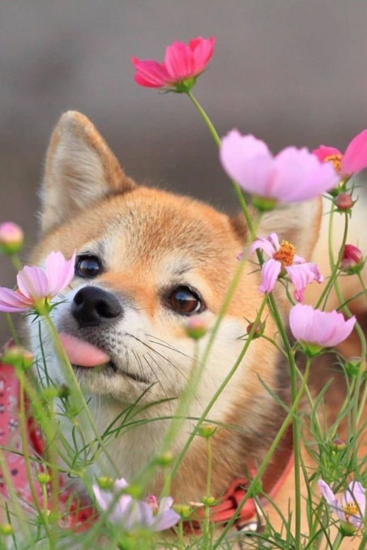 Милые животные