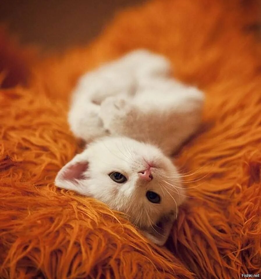 Мимишные животные