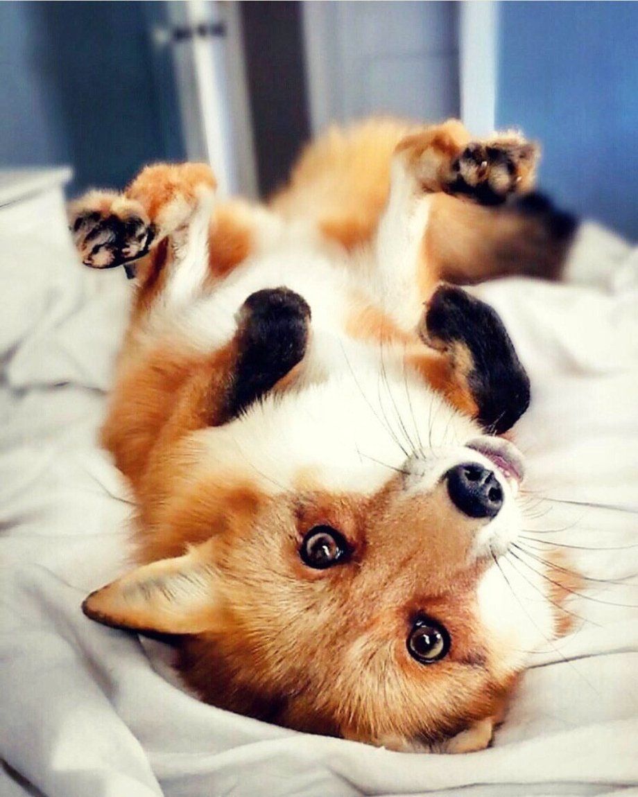 Няшные животные