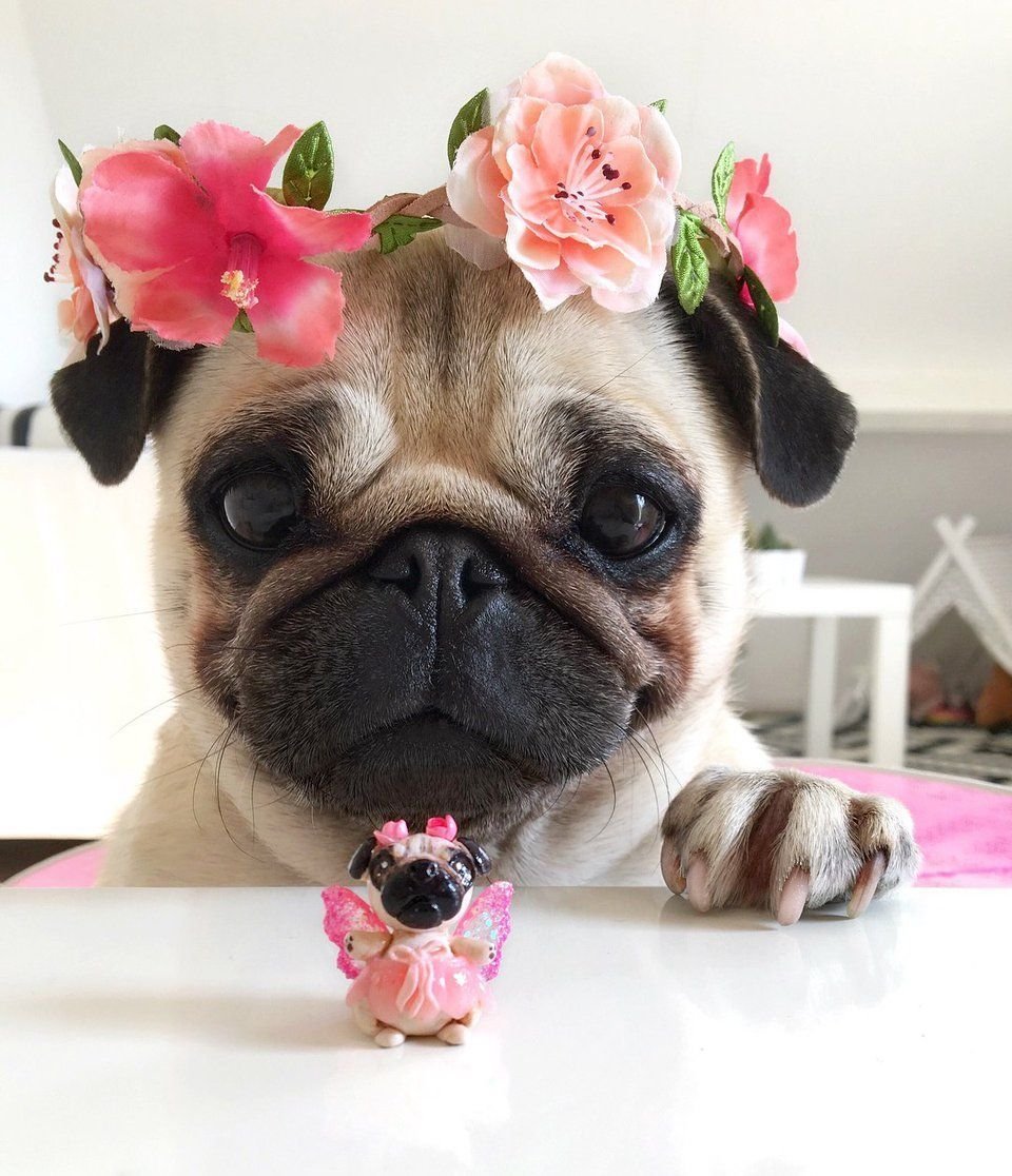 Чубася Мопс