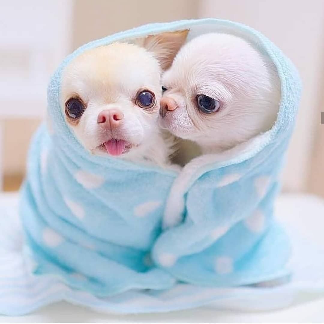 Мимимишные животные