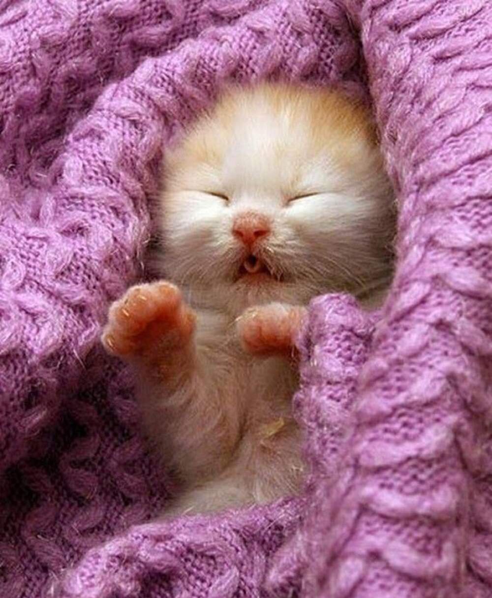 Спящий котенок