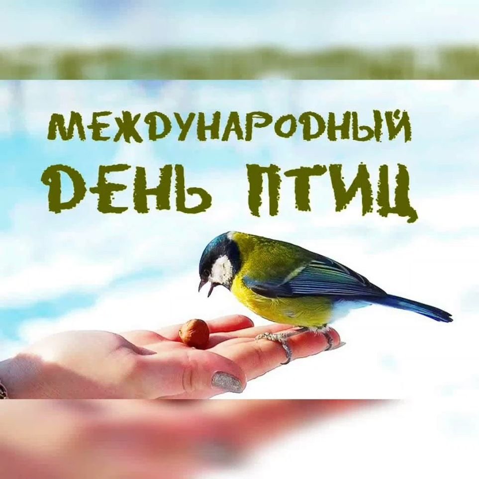 Помоги птицам