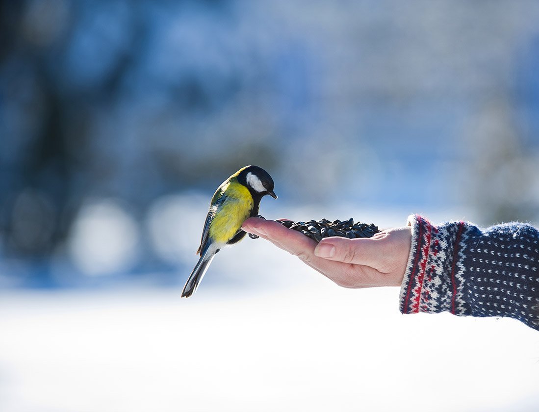 Птицы наши друзья