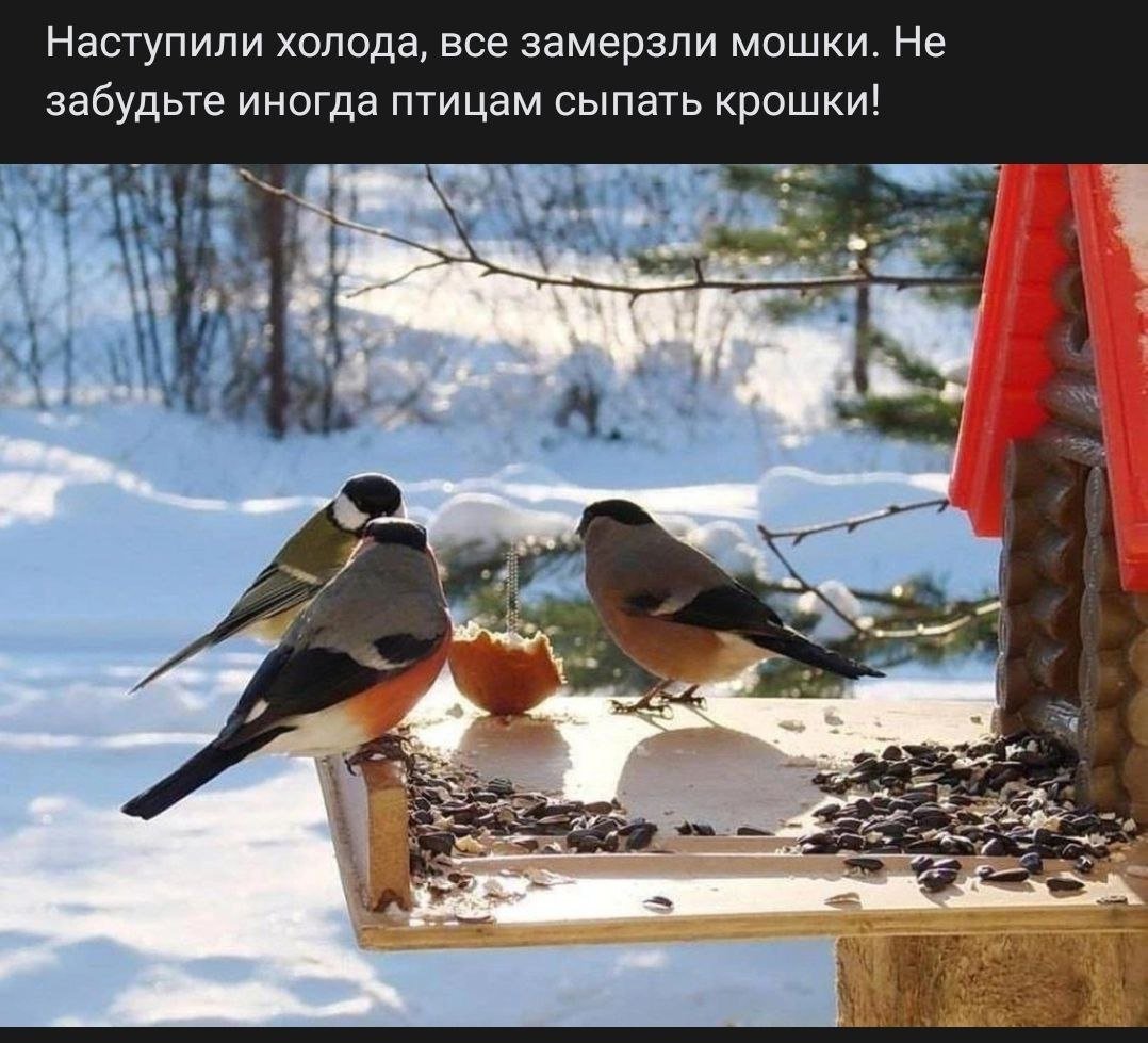 Покормите птиц