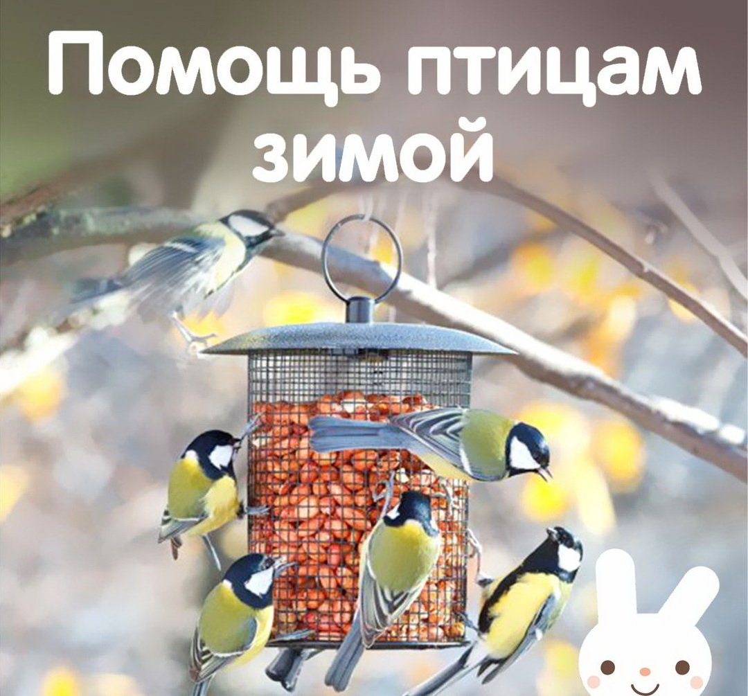 Акция Покормите птиц зимой