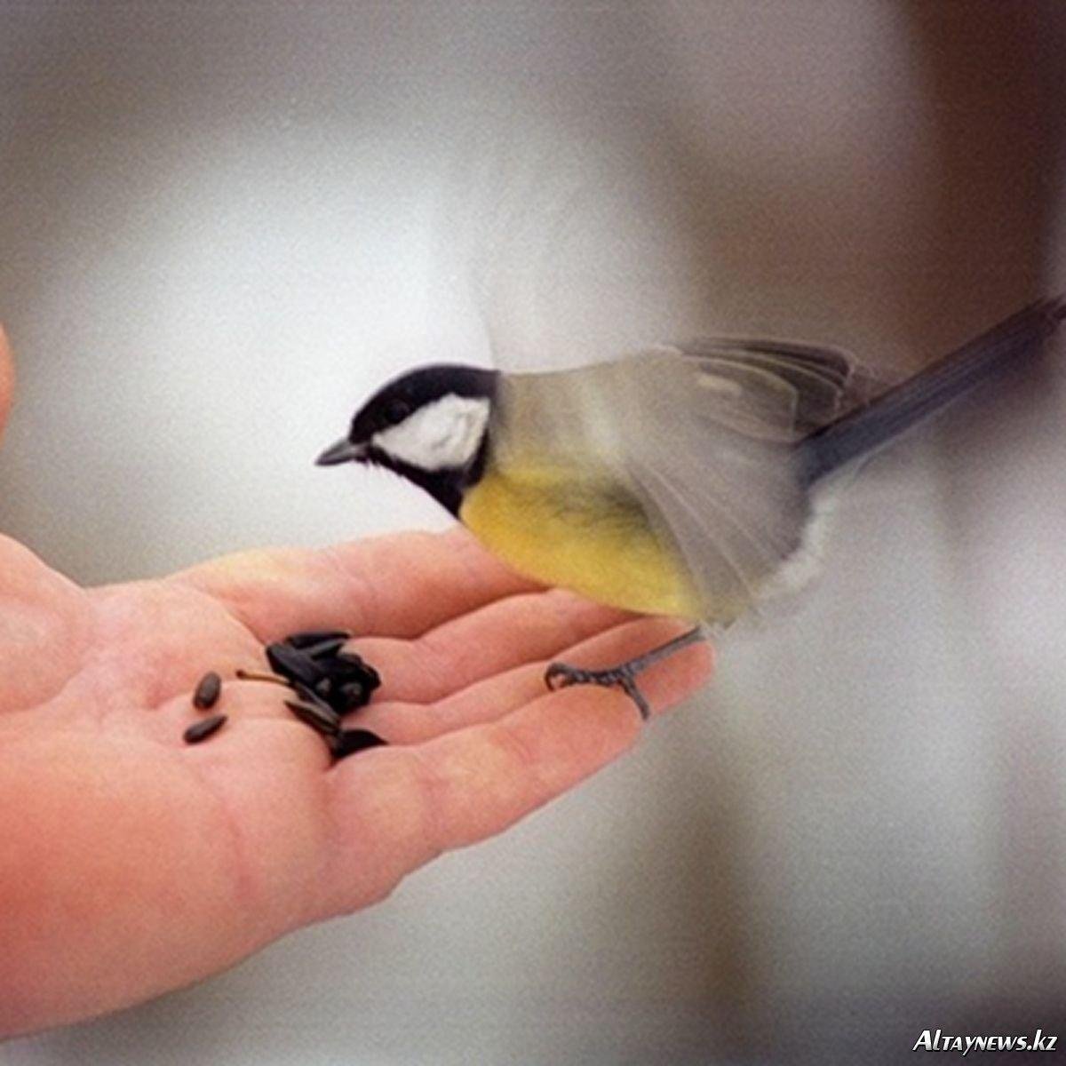 Выставка ко Дню птиц