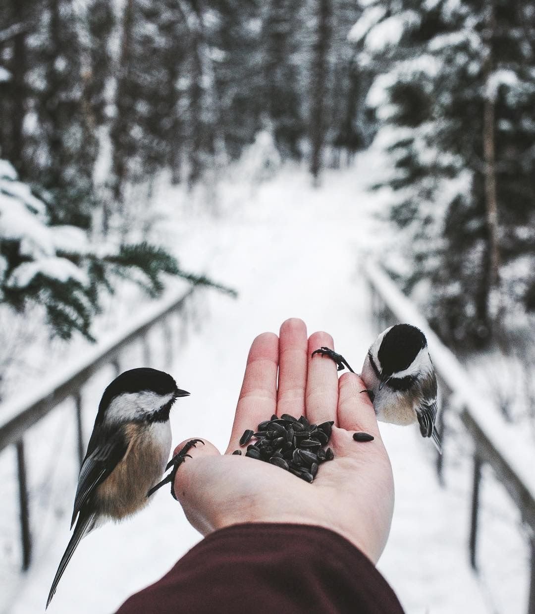 Покормите птиц зимой