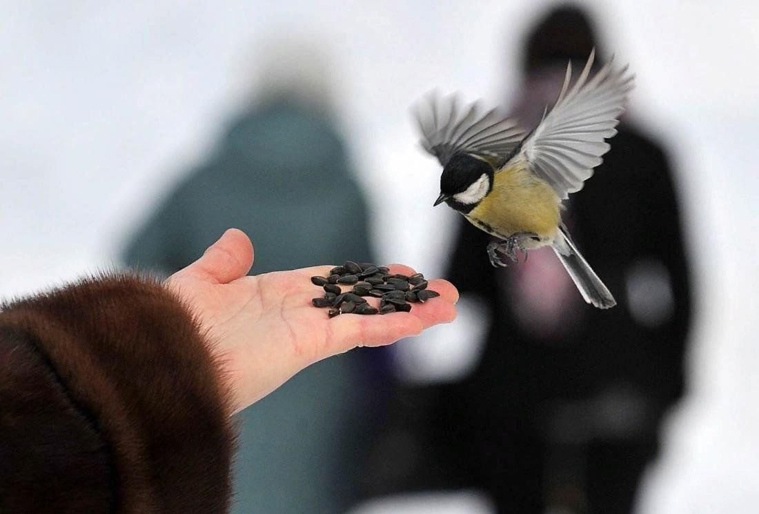 Синица зимой