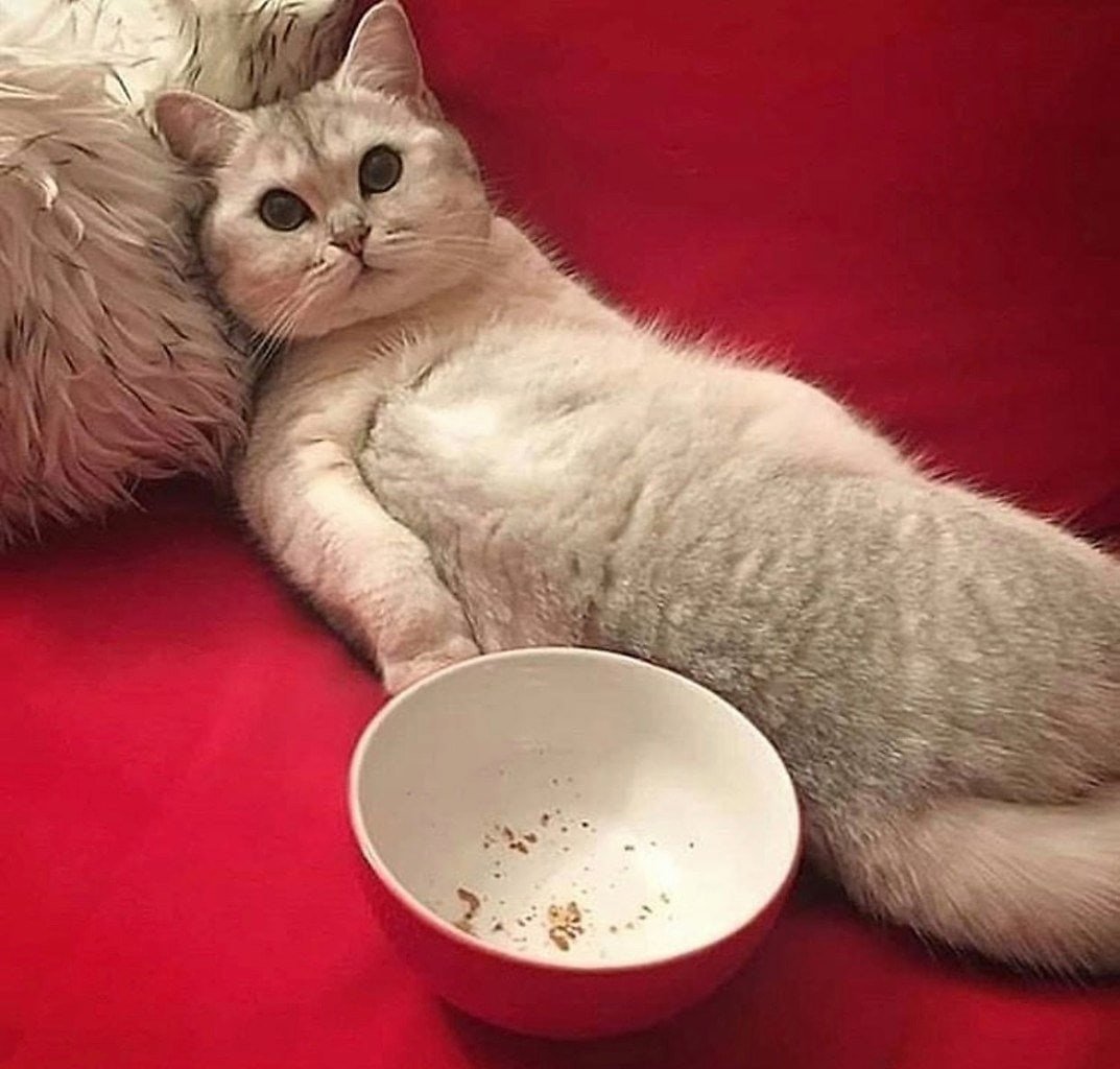 Вы не едите на ночь а зря очень