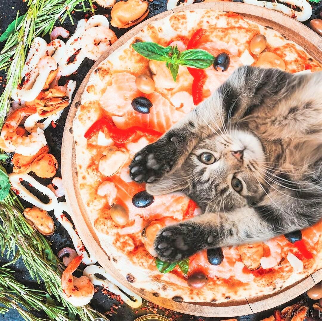 Еда для кошек