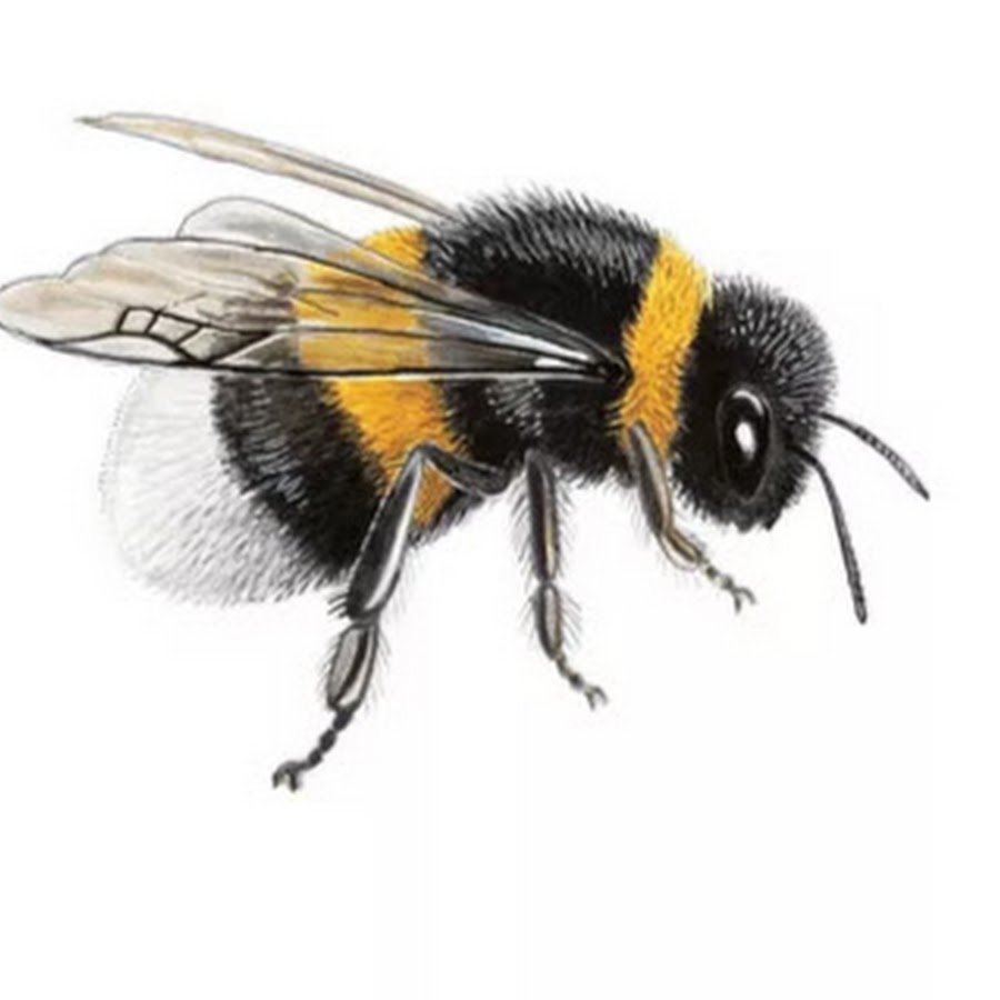 Шмель рисунок