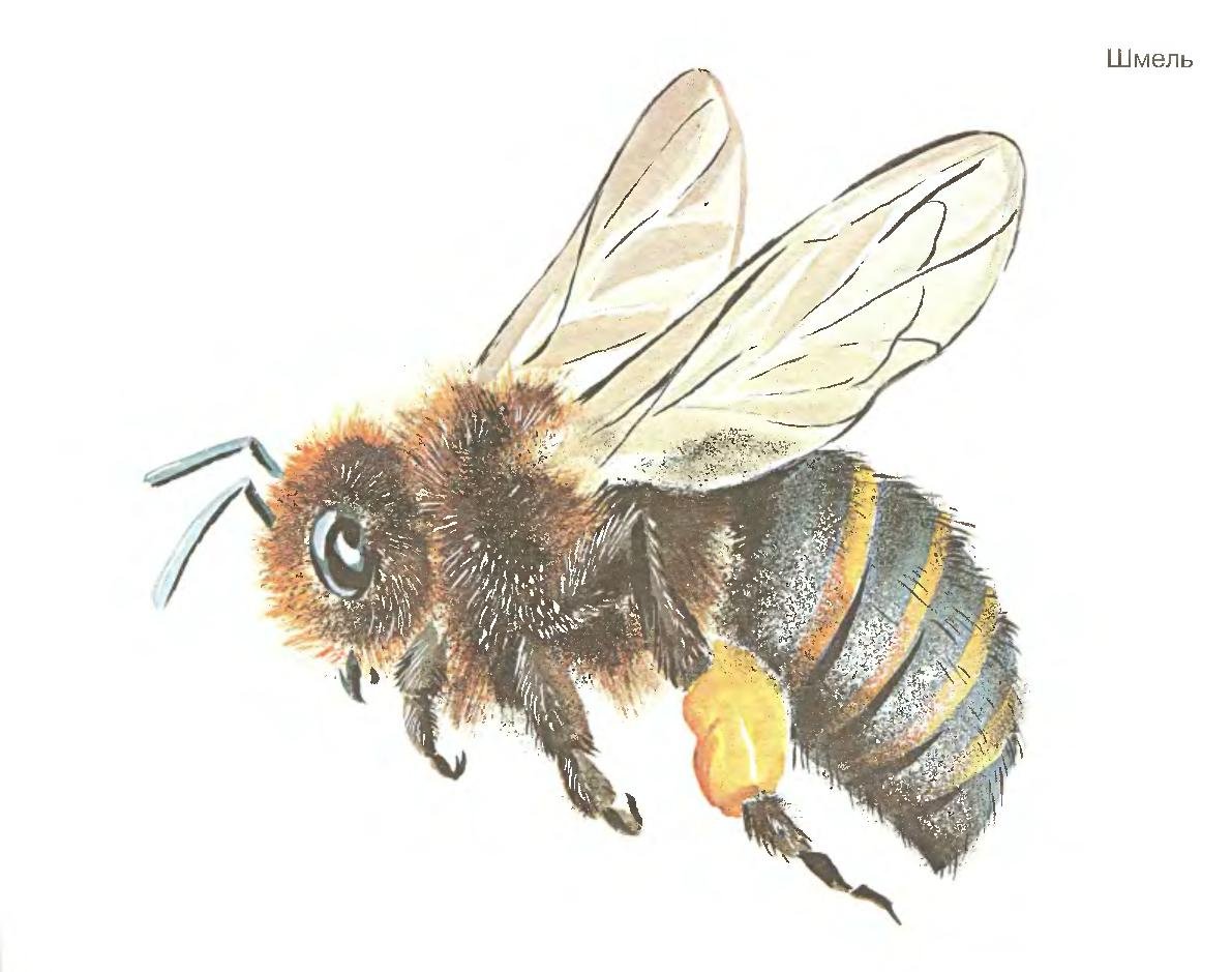 Пчела акварель на белом фоне