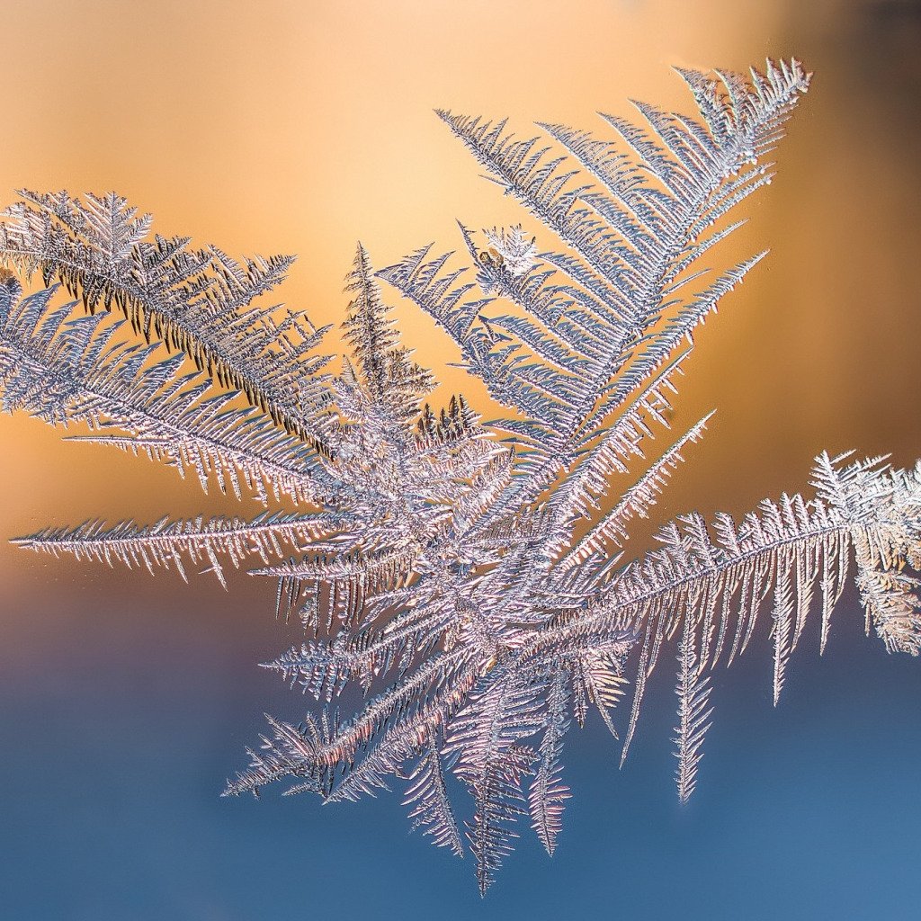 Кусты в снегу