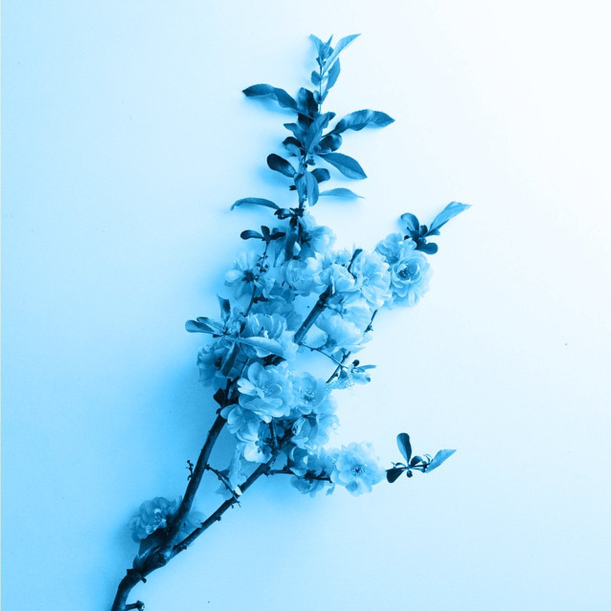 Зимние цветы картинки красивые