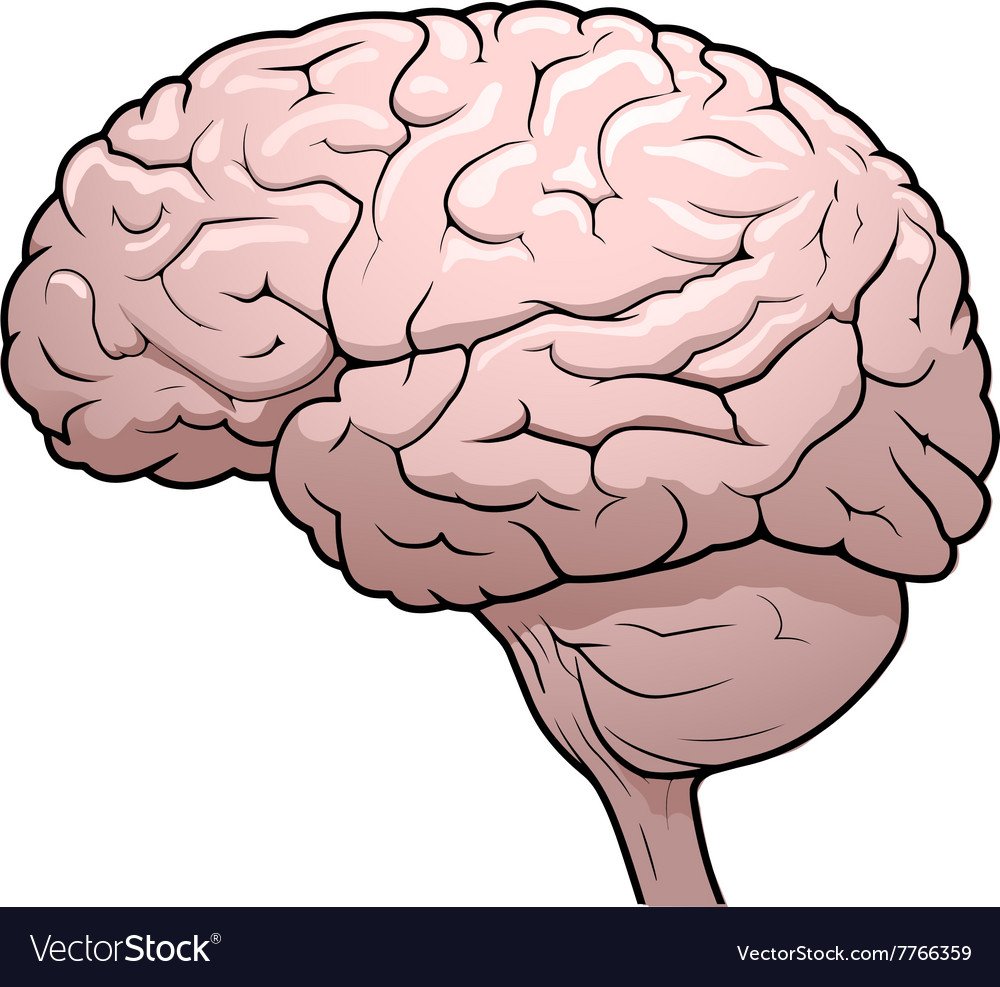 Человеческий мозг сбоку