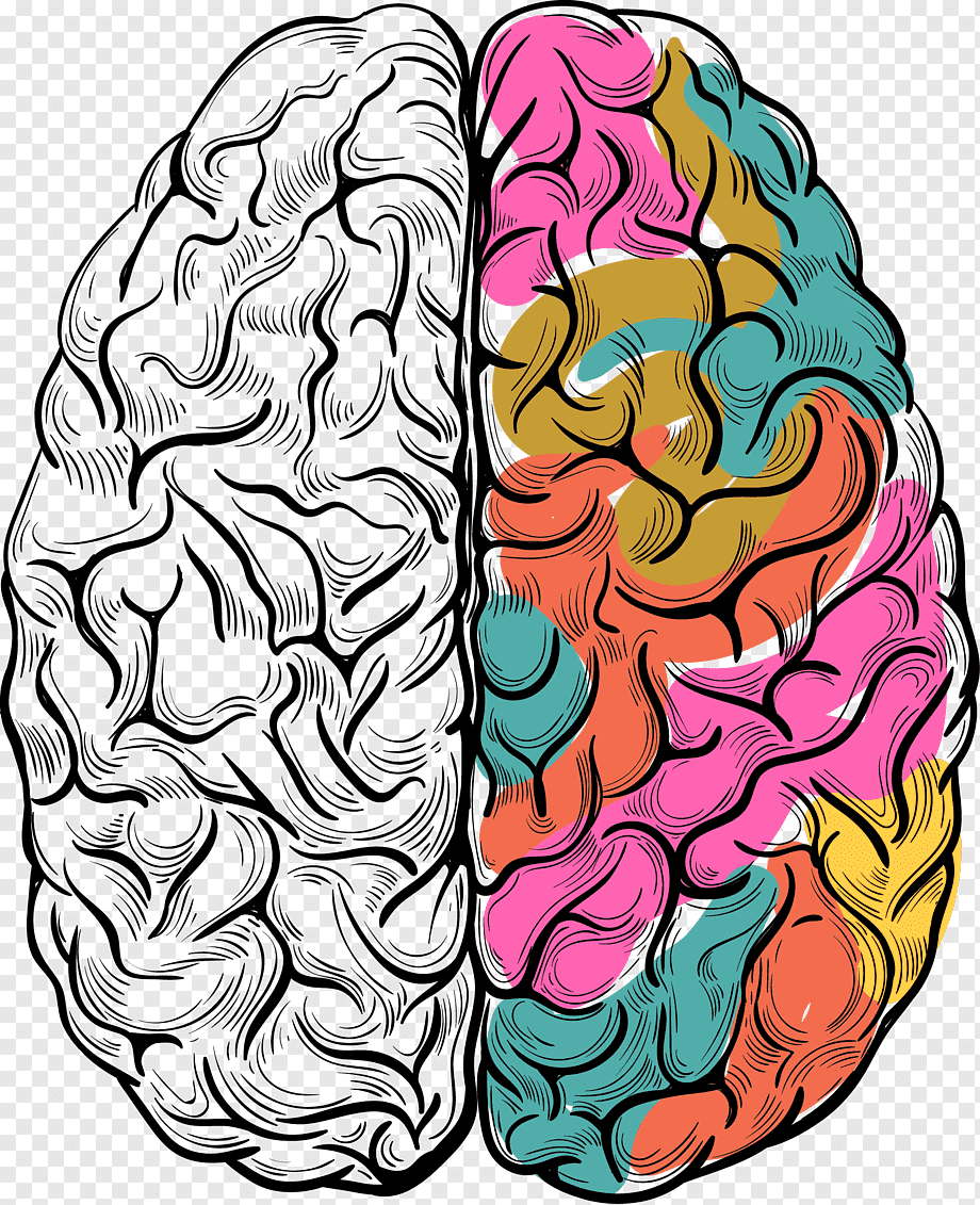 Полушария мозга