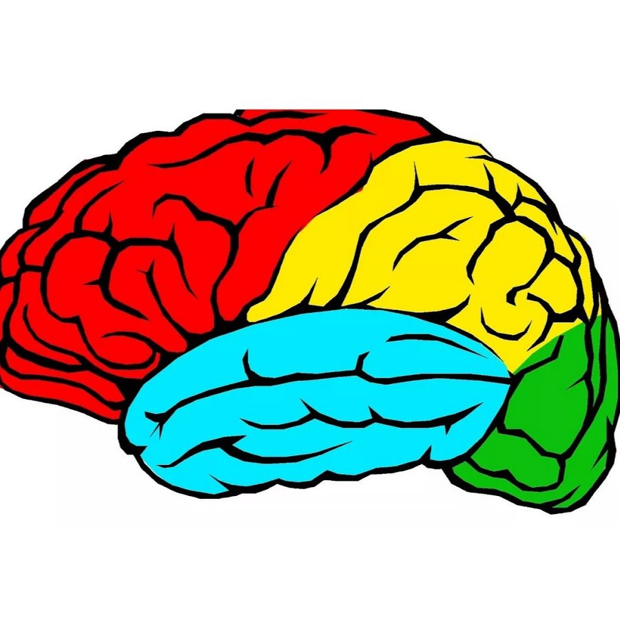 Головной мозг рисунок для детей