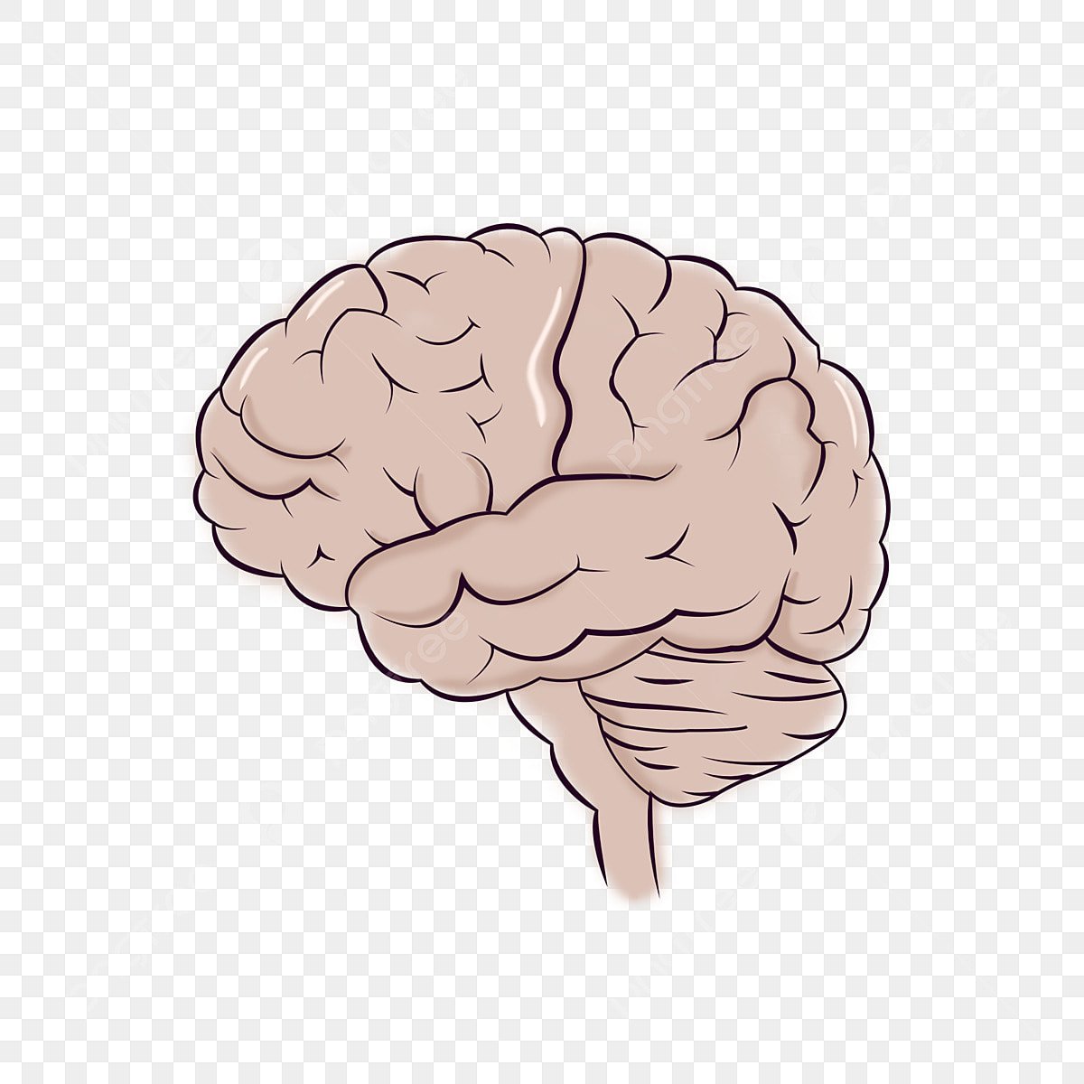 Мозги на белом фоне