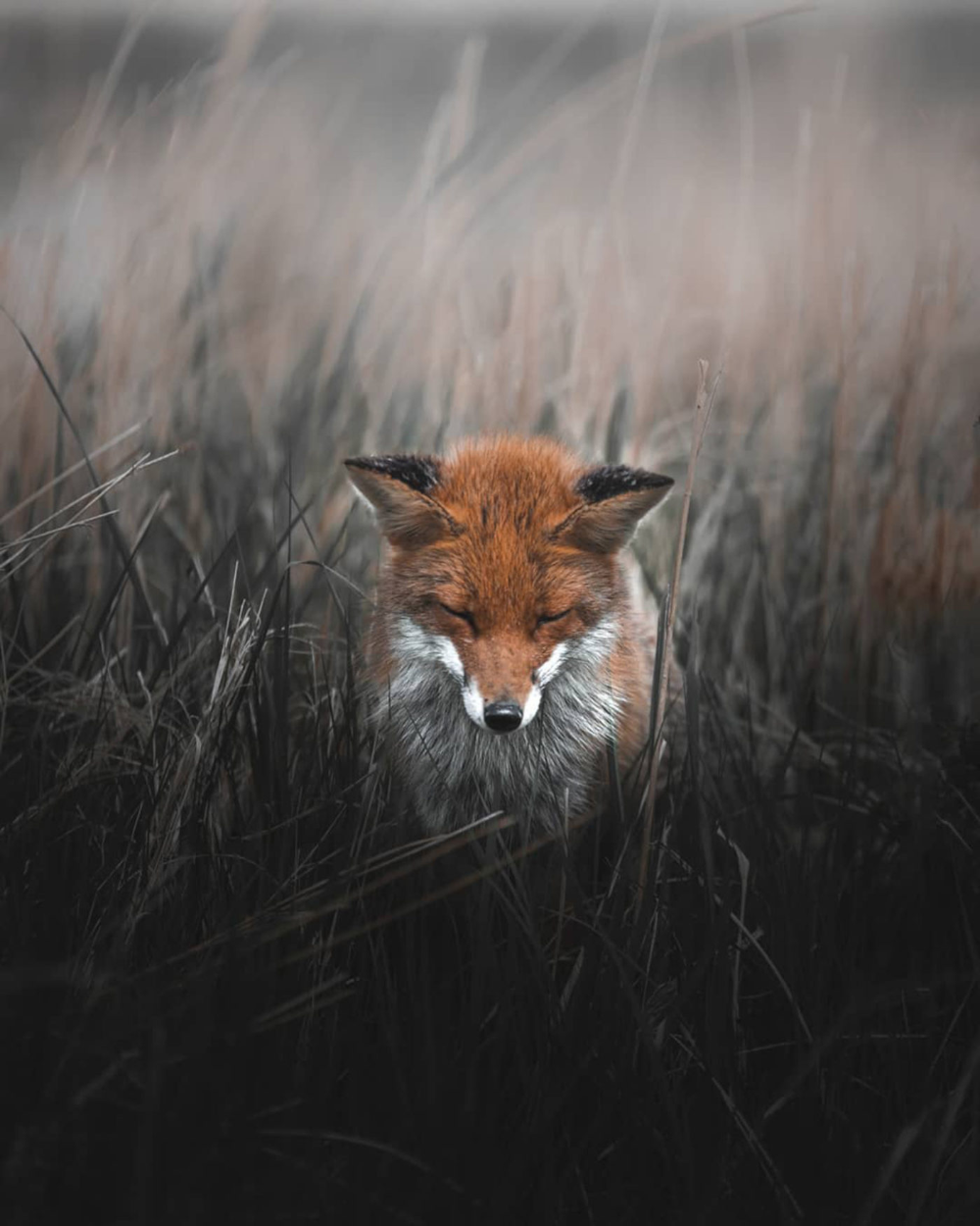 Грустный Лис