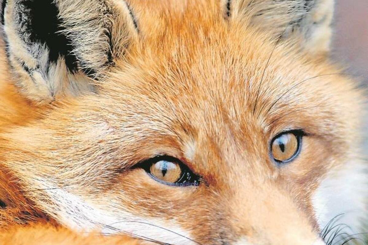 Ручная лиса