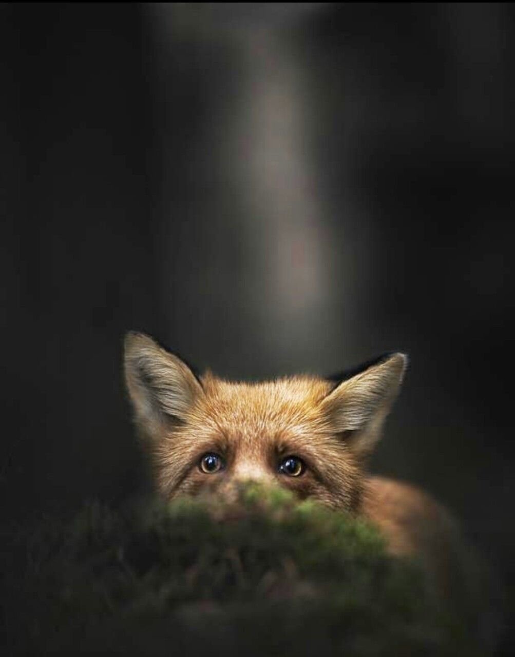 Наоми Лорд Кицунэ