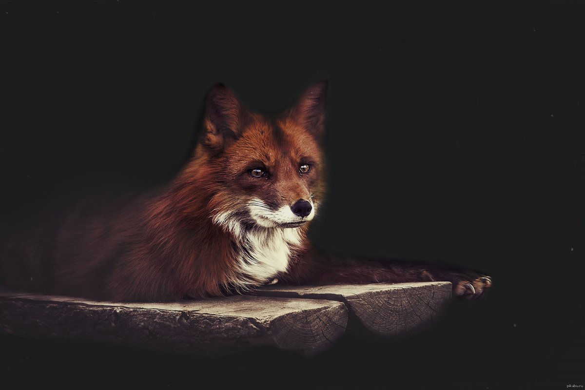 Грустная лиса