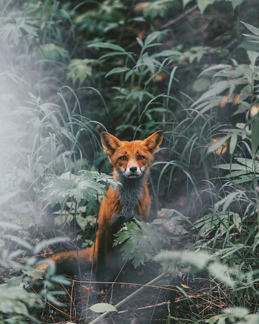 Одинокий Лис