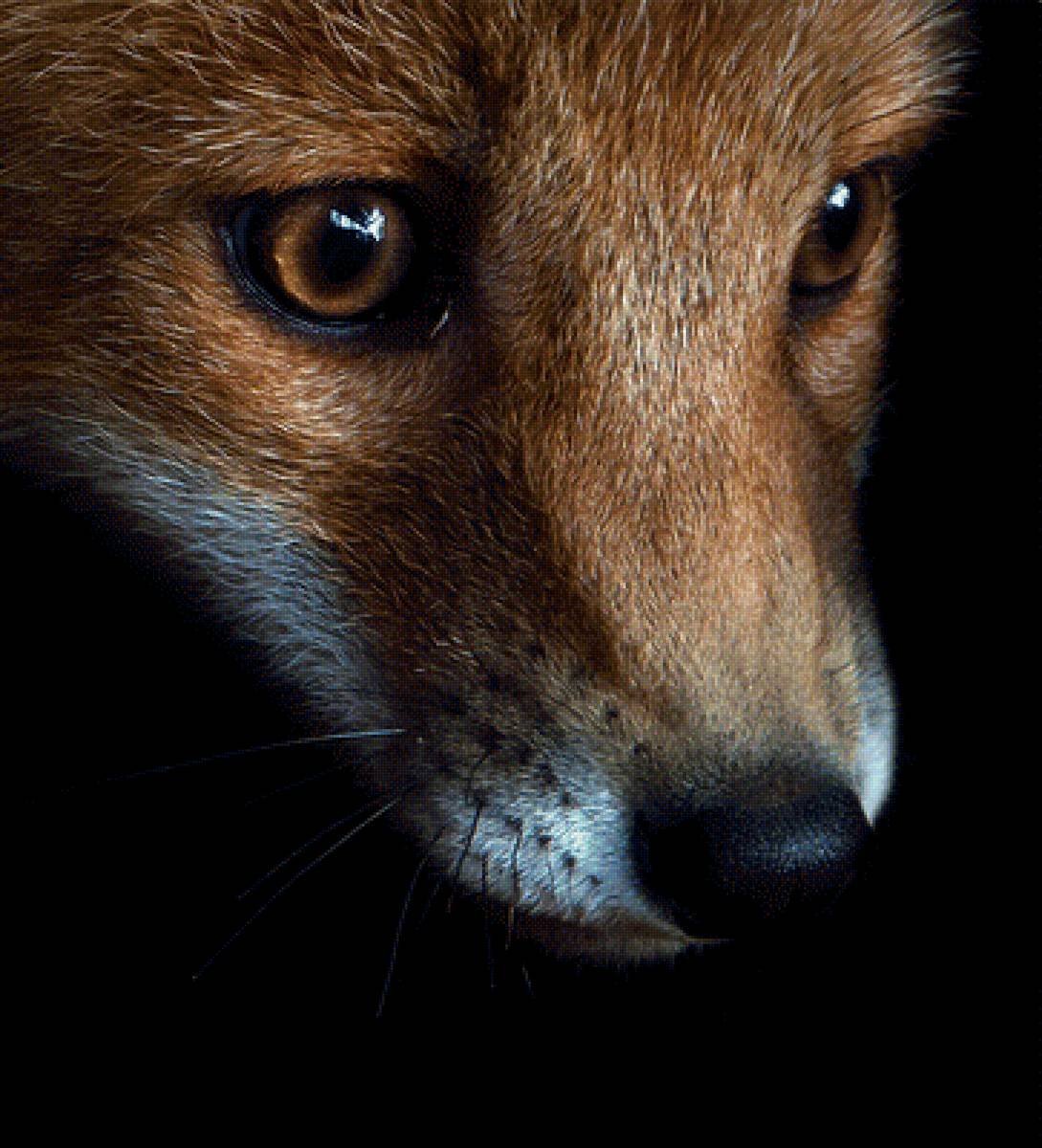 Лиса на аву