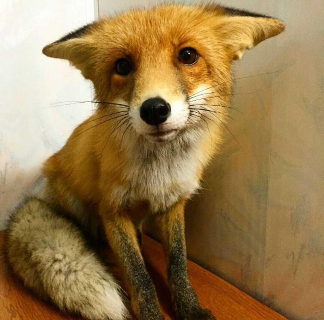 Бусы для лисички