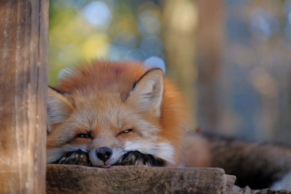 Одинокий Лис