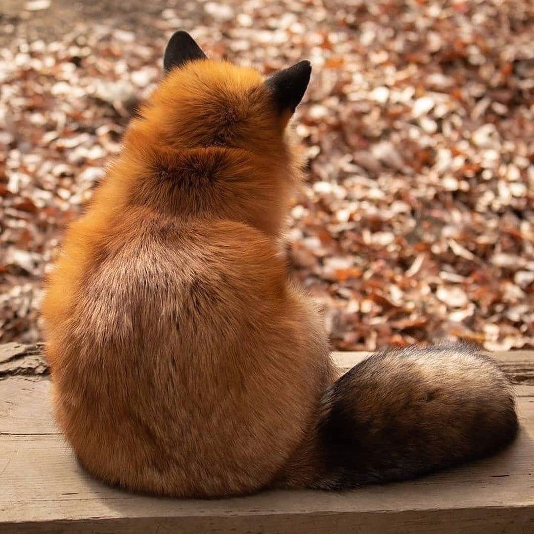 Одинокая лиса