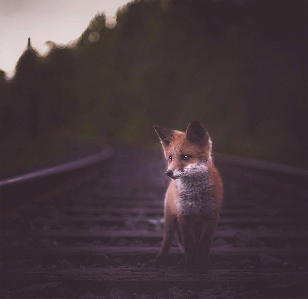 Фото лиса на аву