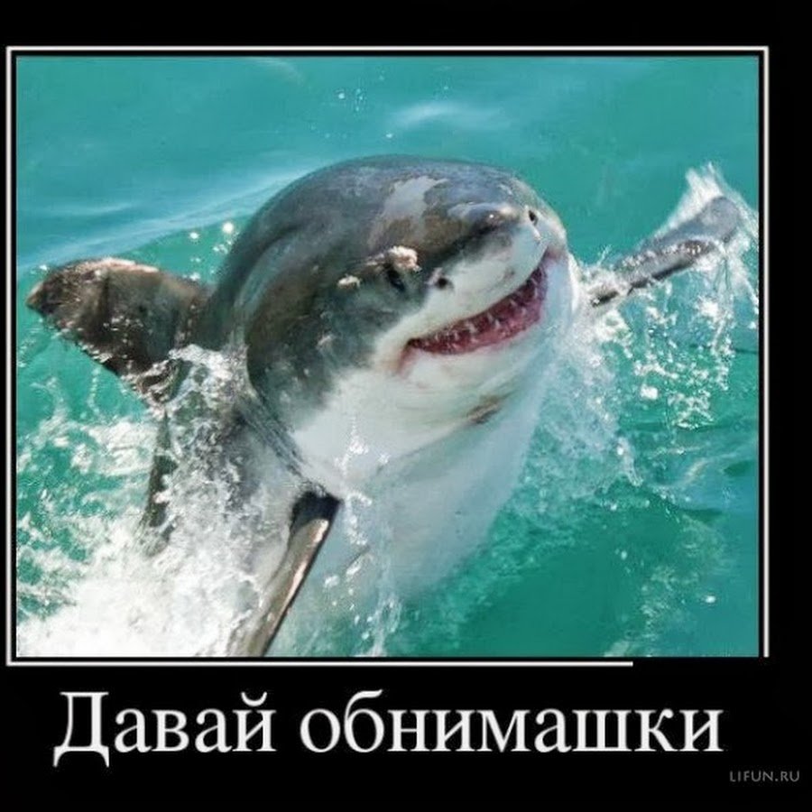 Акула демотиватор