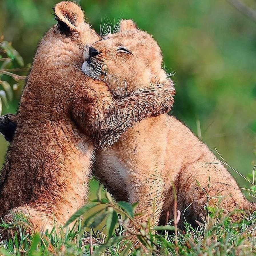 Обнимашки львята