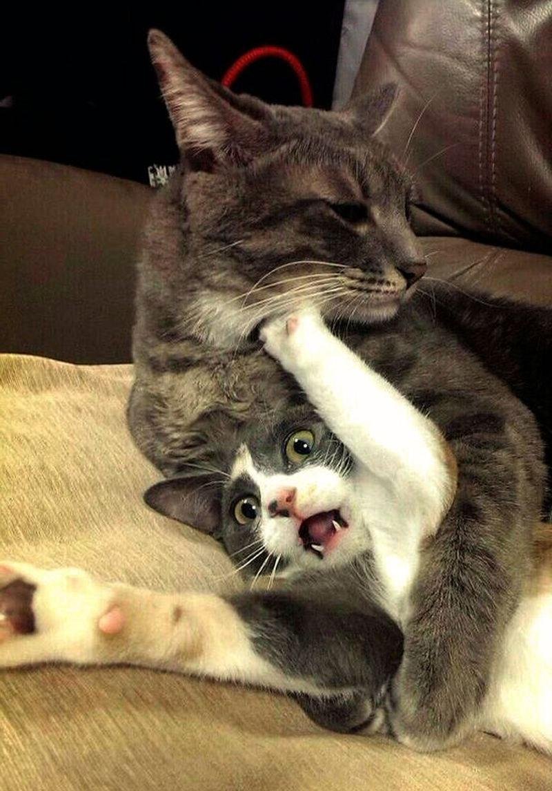 Обнимашки картинки прикольные